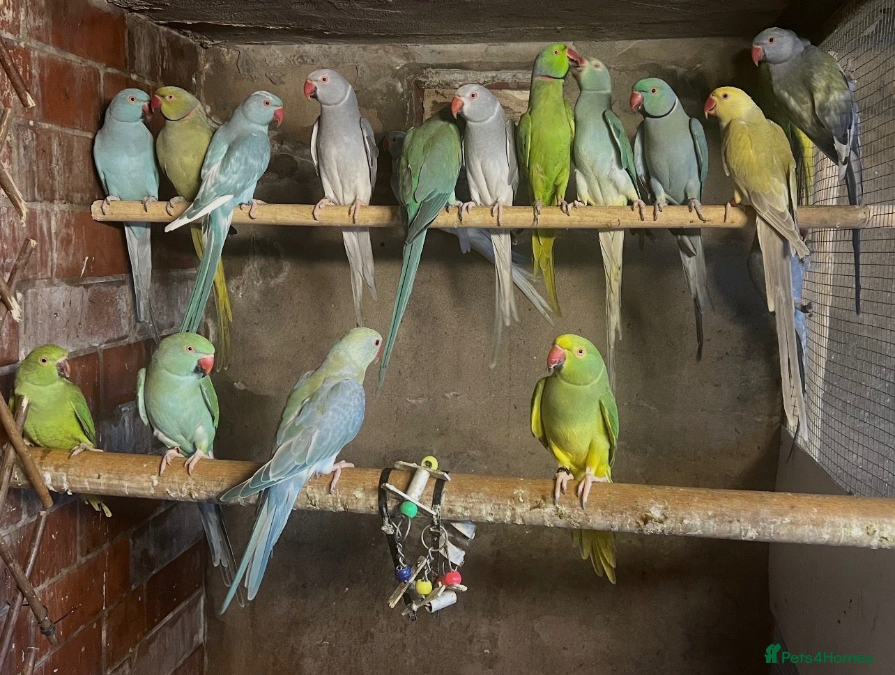 Mixed Breed birds Birds for sale *read description*  - Advert 1