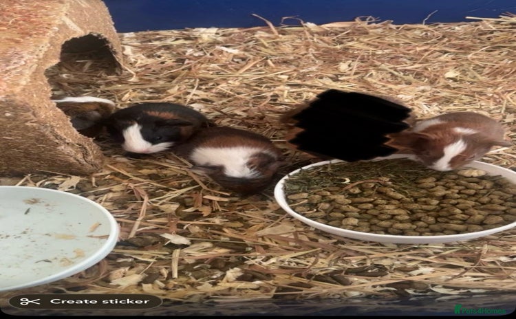 Guinea Pig rodents - Advert 3
