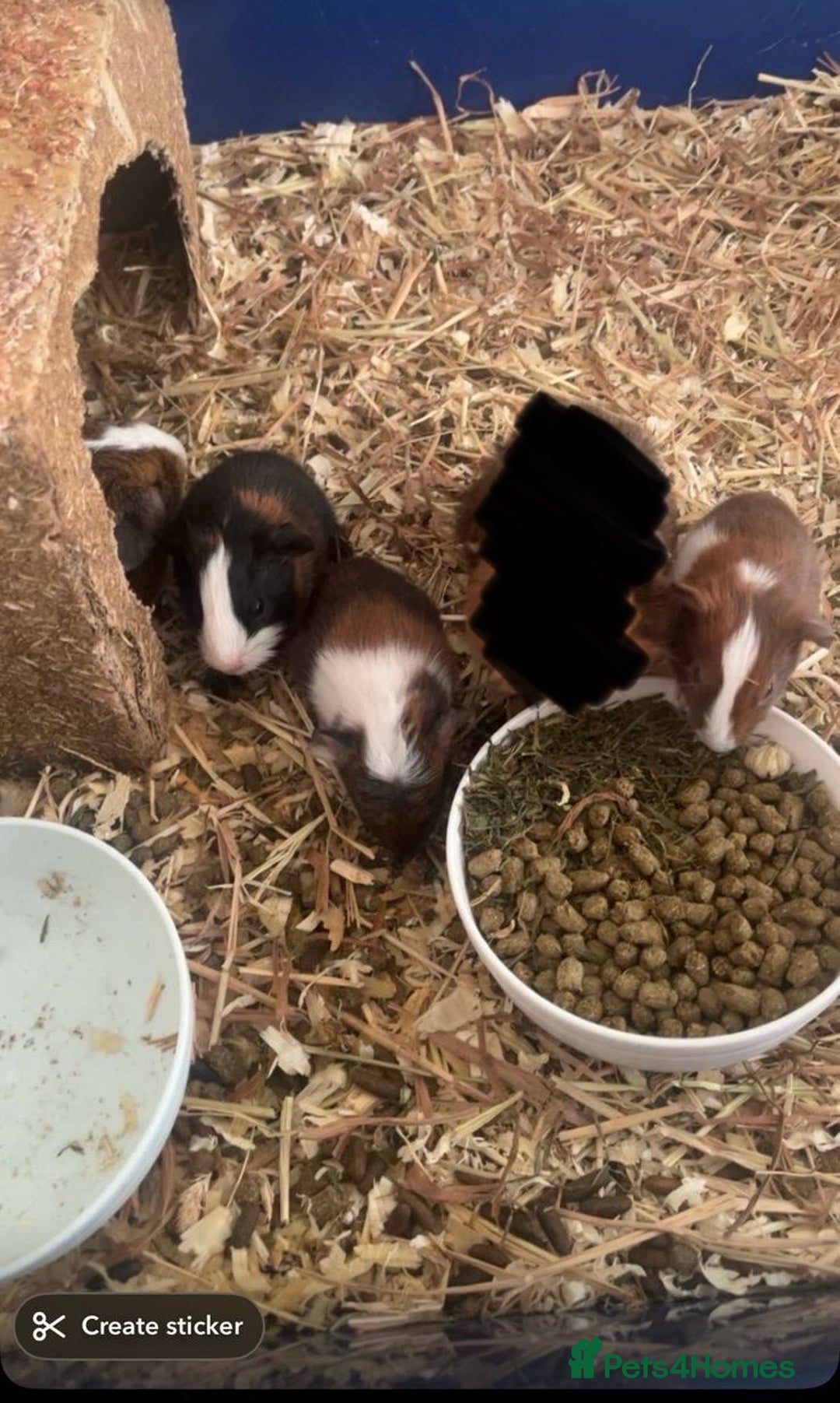 Guinea Pig rodents for sale: Guinea pig pups for sale  - Image 1