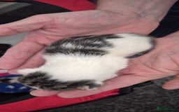 Mixed Breed cats for sale: Kittens for sale - Image 23