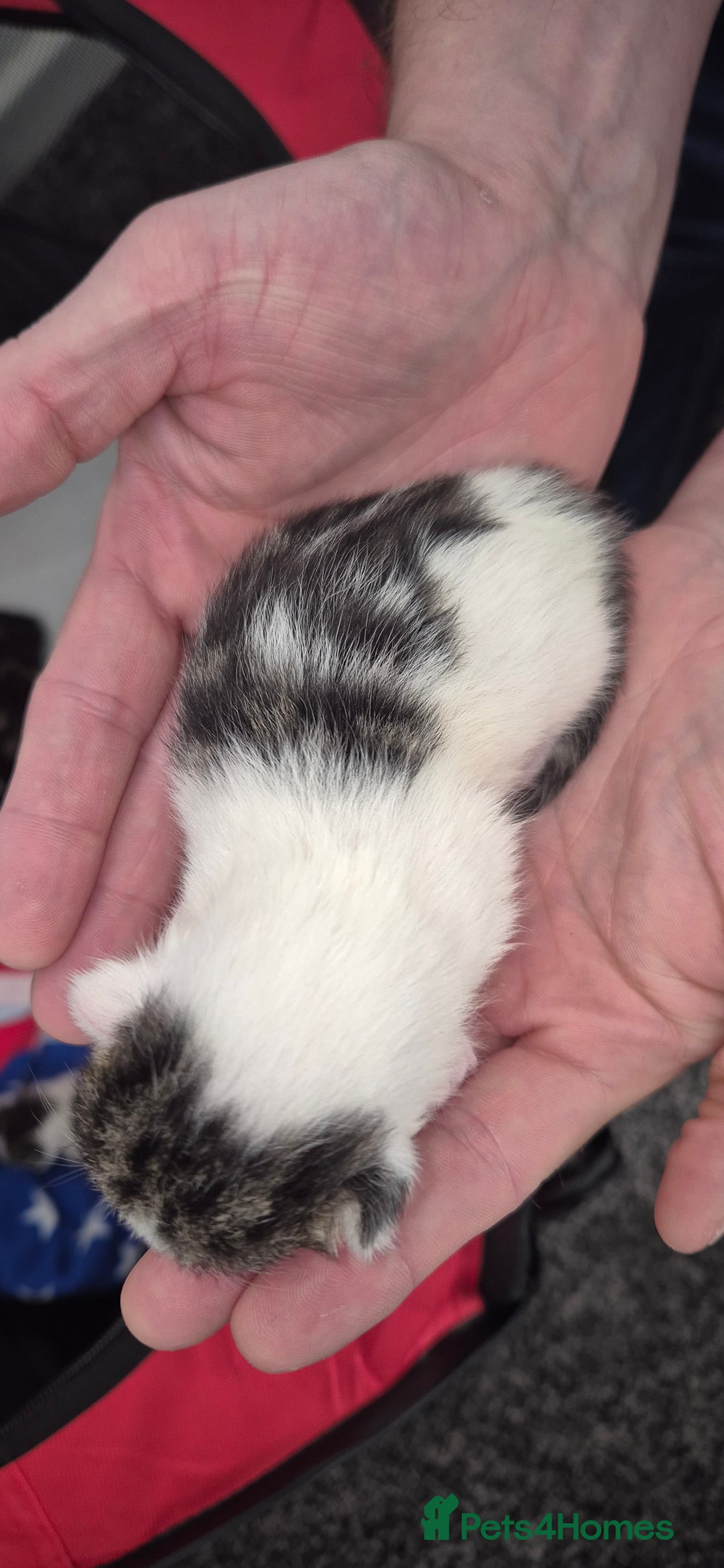 Mixed Breed cats for sale: Kittens for sale - Image 23