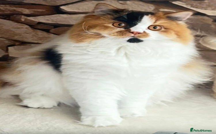 British Longhair cats - Advert 15