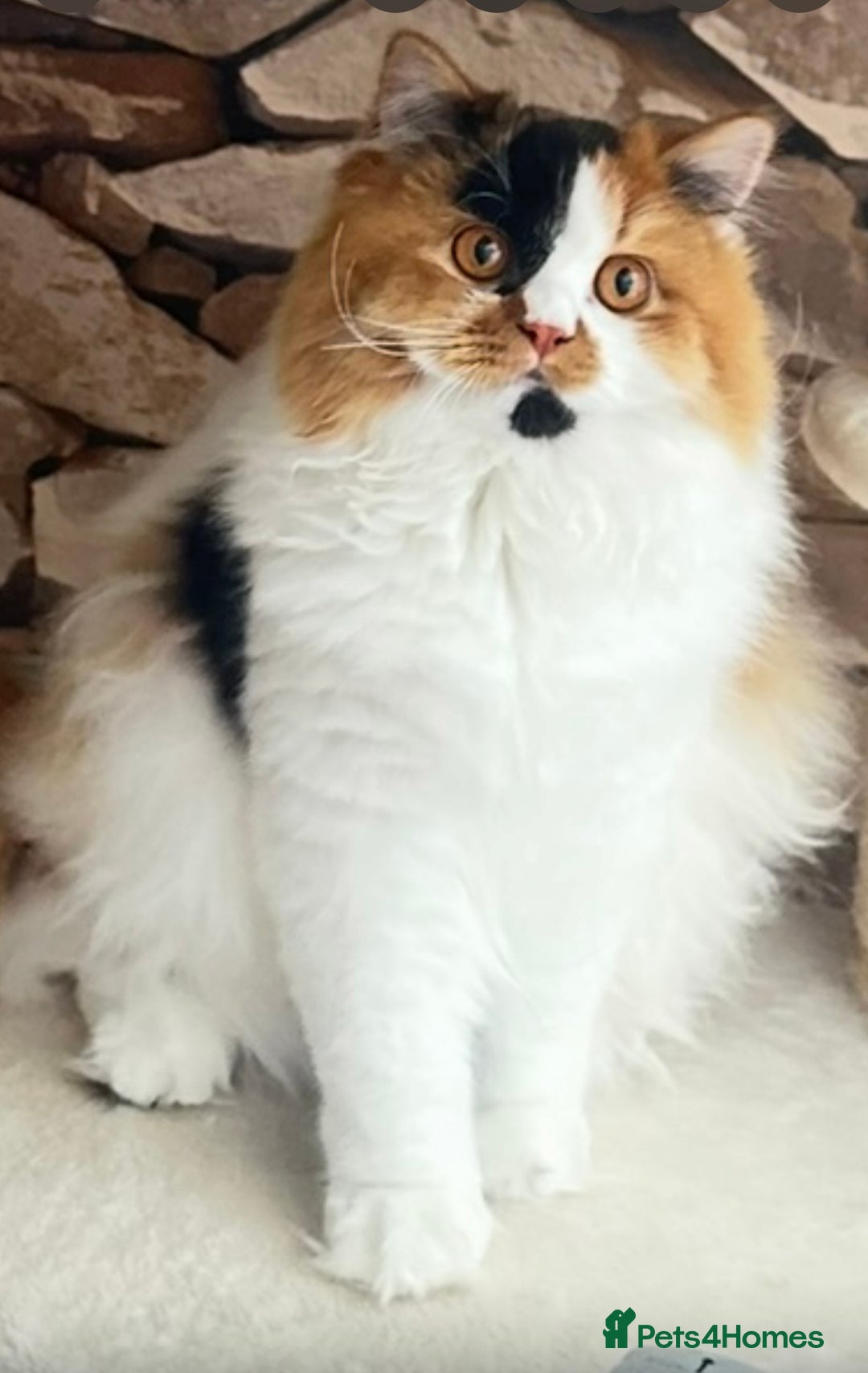 British Longhair cats for sale: 💎 Beautiful girl Tiger Lily 💎 - Image 1