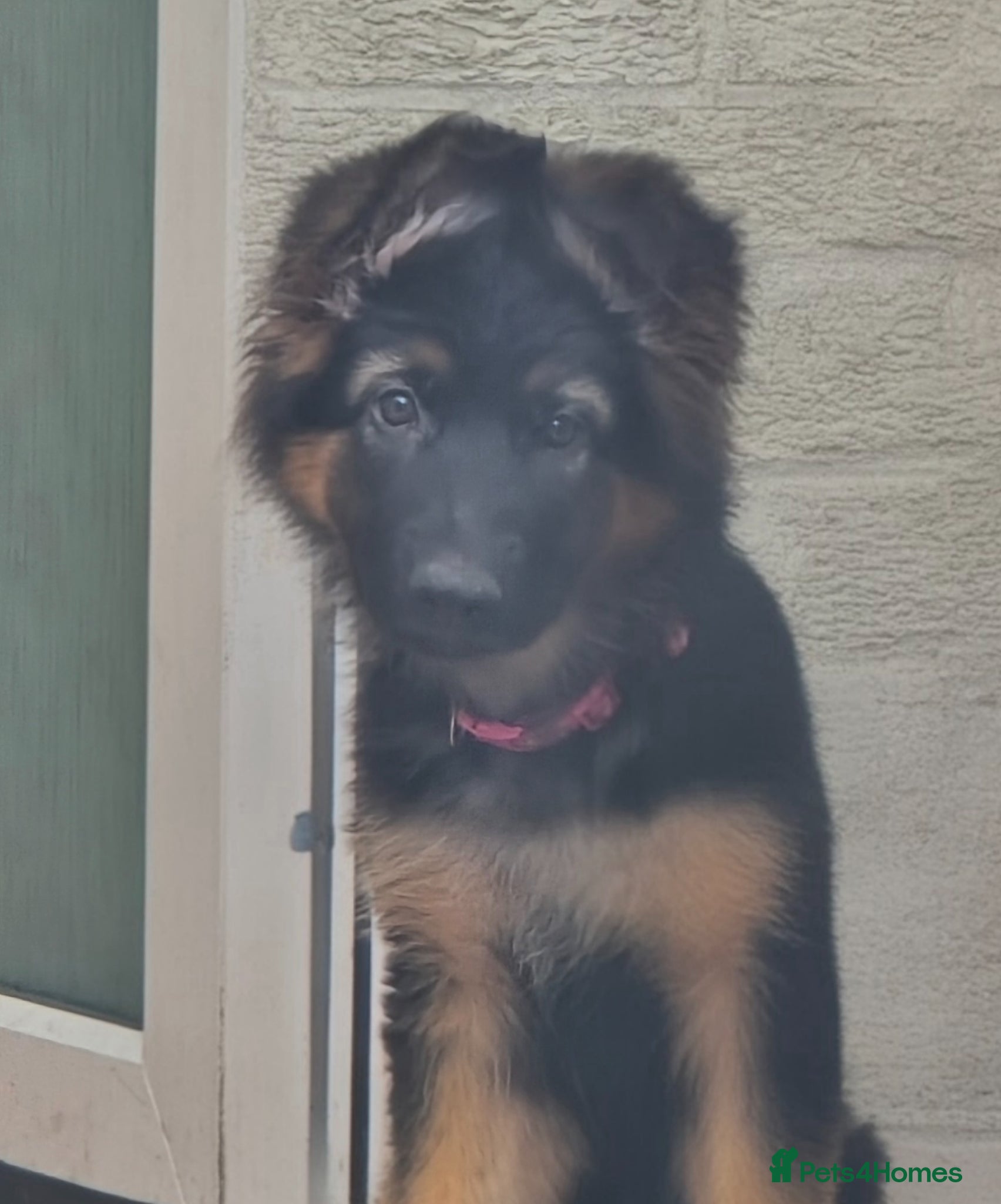 German Shepherd dogs ONLY 2 GIRLS LEFT!Long haired German Shepherd - Advert 3