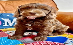 Australian Labradoodle dogs for sale: Home raised Australian Labradoodles due October - Image 2