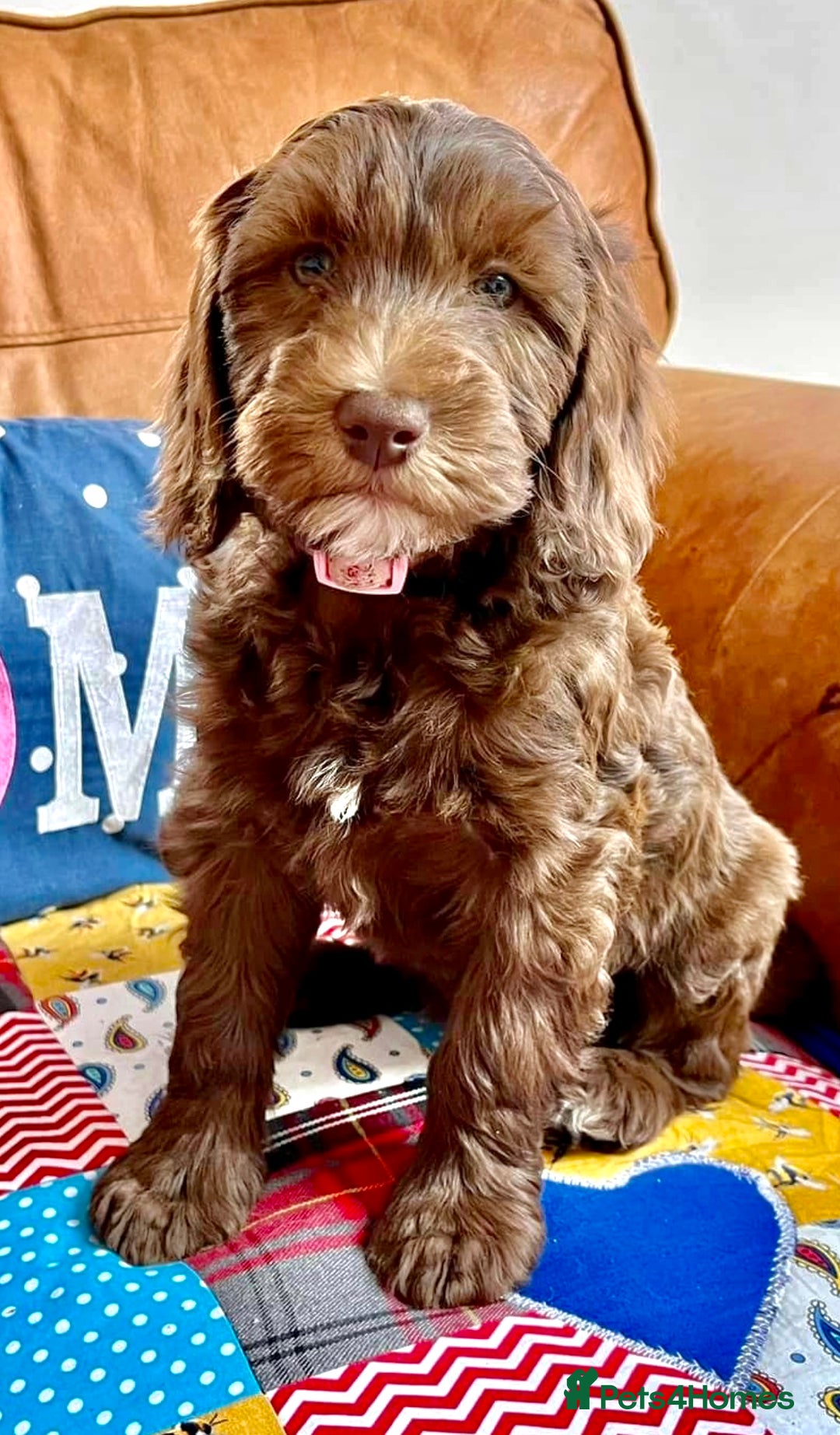 Australian Labradoodle dogs for sale: Home raised Australian Labradoodles due October - Image 2