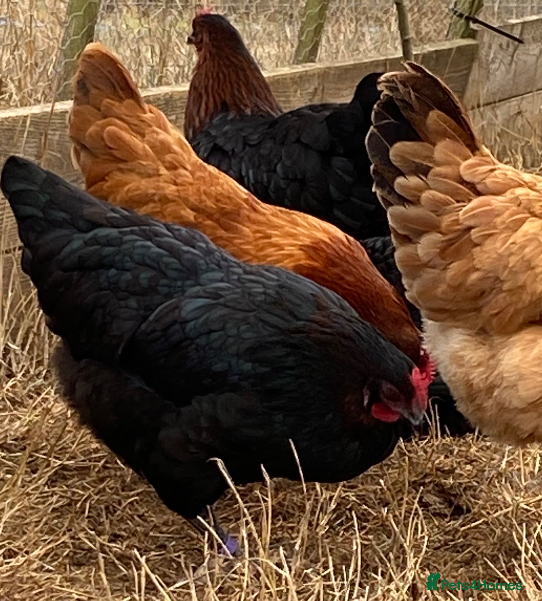 Chickens poultry Beautiful hybrid hens POL - Advert 1