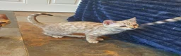 Bengal cats for sale: 🐆💕Very Beautiful Tica Registered Bengal Kittens. - Advert 15