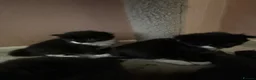 Ragcoon cats for sale: Beautiful Ragcoon Kittens for Sale - Advert 7