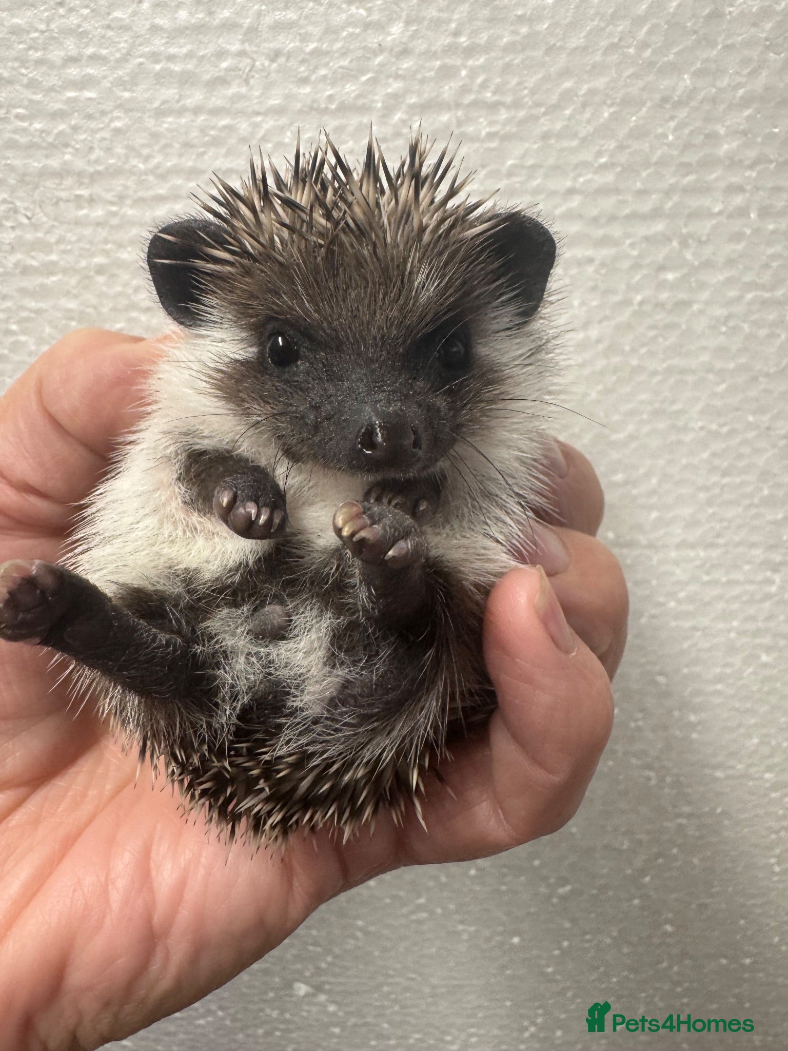 Pygmy Hedgehog rodents 8wk old APH babies mixed masks/colours setup poss  - Advert 1