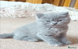 British Shorthair cats for sale: Gorgeous British short-hair kittens  - Image 4