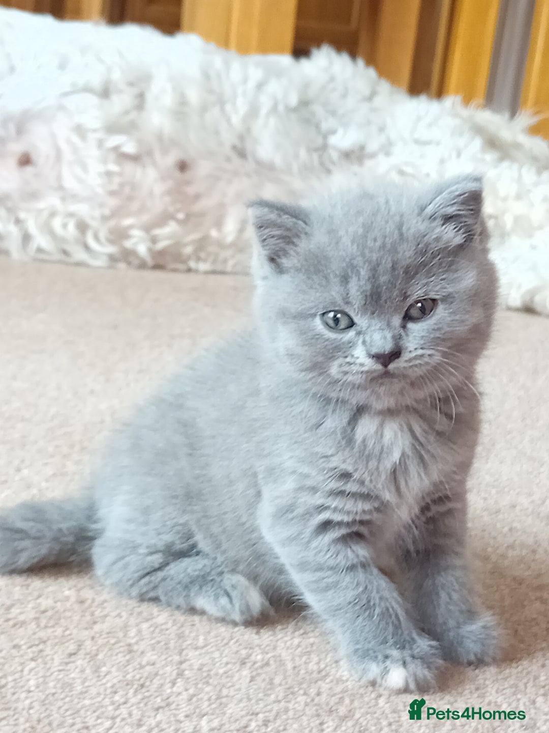 British Shorthair cats for sale: Gorgeous British short-hair kittens  - Image 4