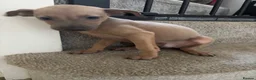 Italian Greyhound dogs for sale: Beautiful iggy pup  - Advert 3