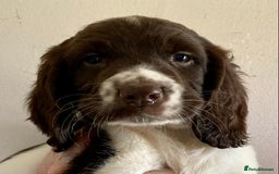 English Springer Spaniel dogs for sale: English Springer Spaniel Pups  - Image 31
