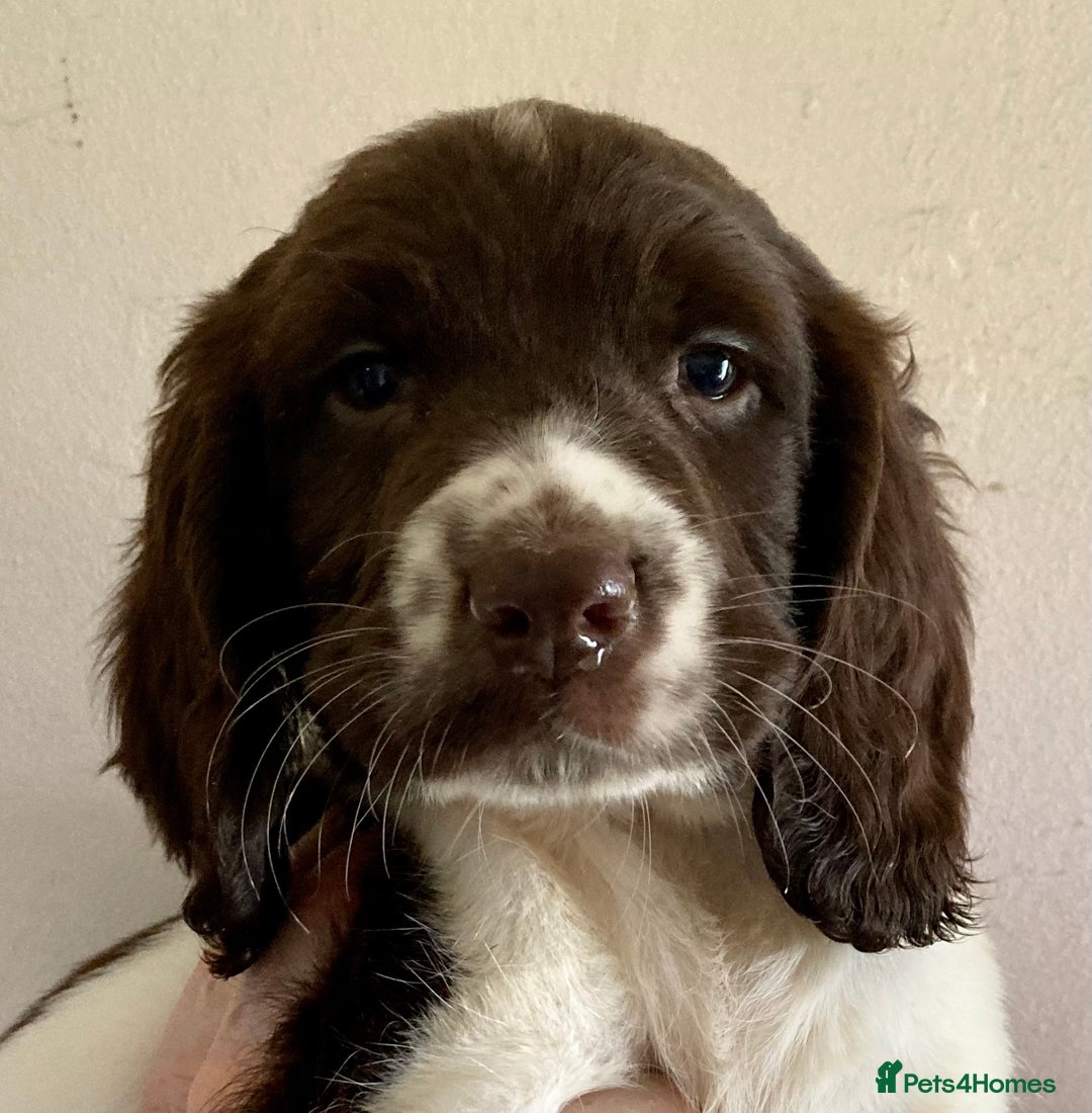English Springer Spaniel dogs for sale: English Springer Spaniel Pups  - Image 31