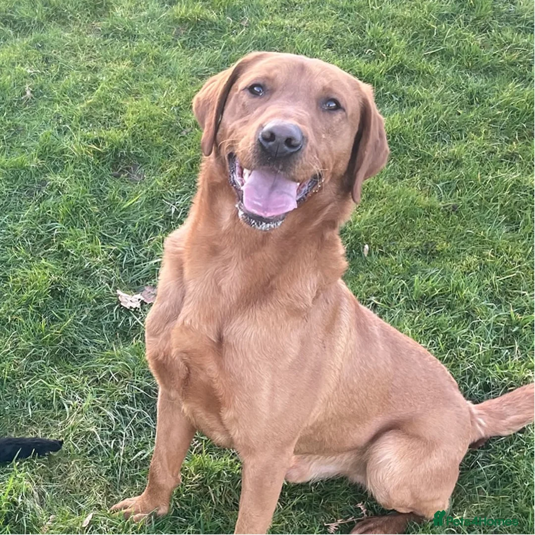 Labrador Retriever dogs for stud: KC Fox Red Lab Stud Fully Health Tested 37Ftch/Ftw in Corwen - Advert 11
