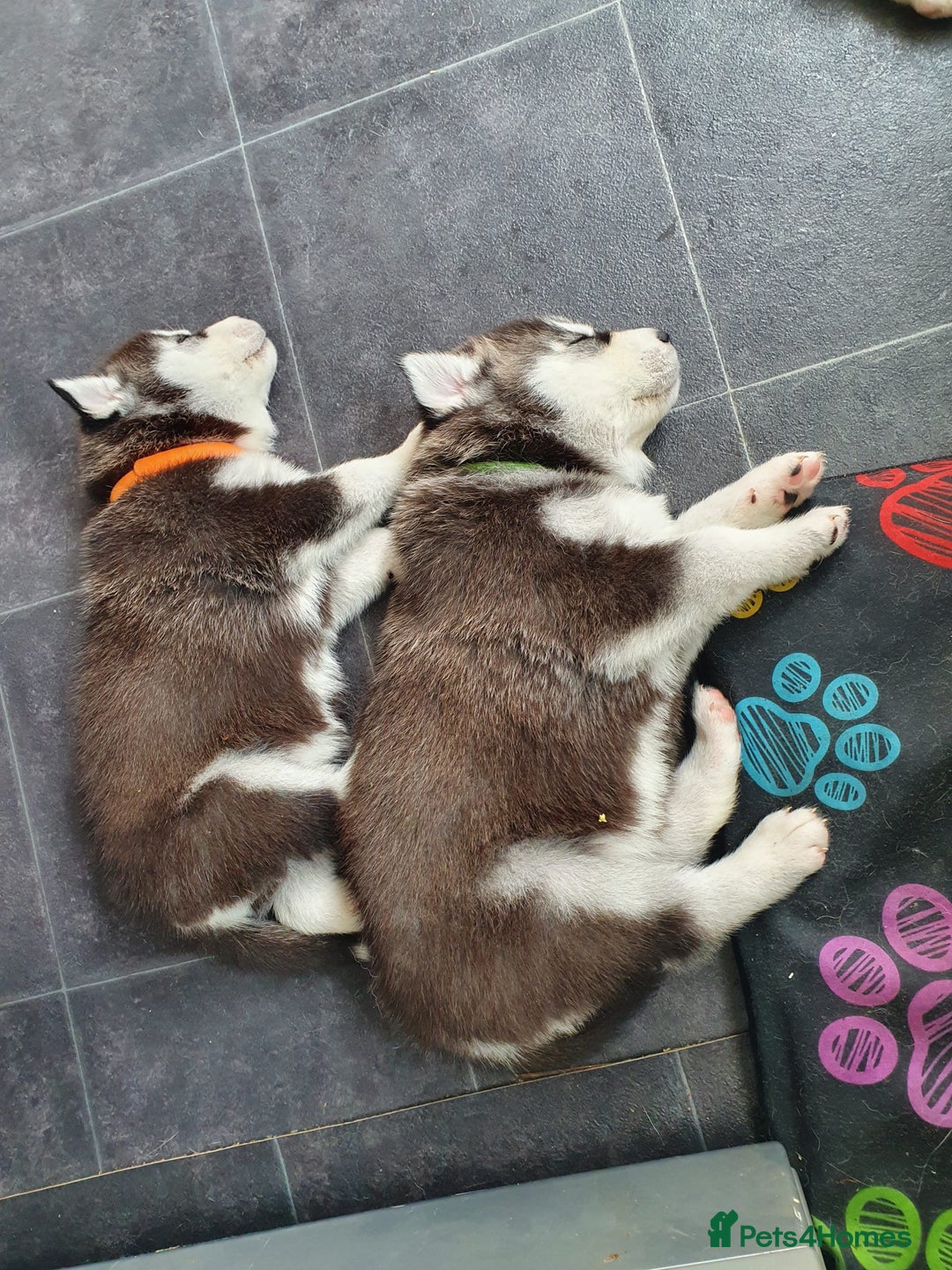 Siberian Husky dogs for stud: *STUD* - Advert 6