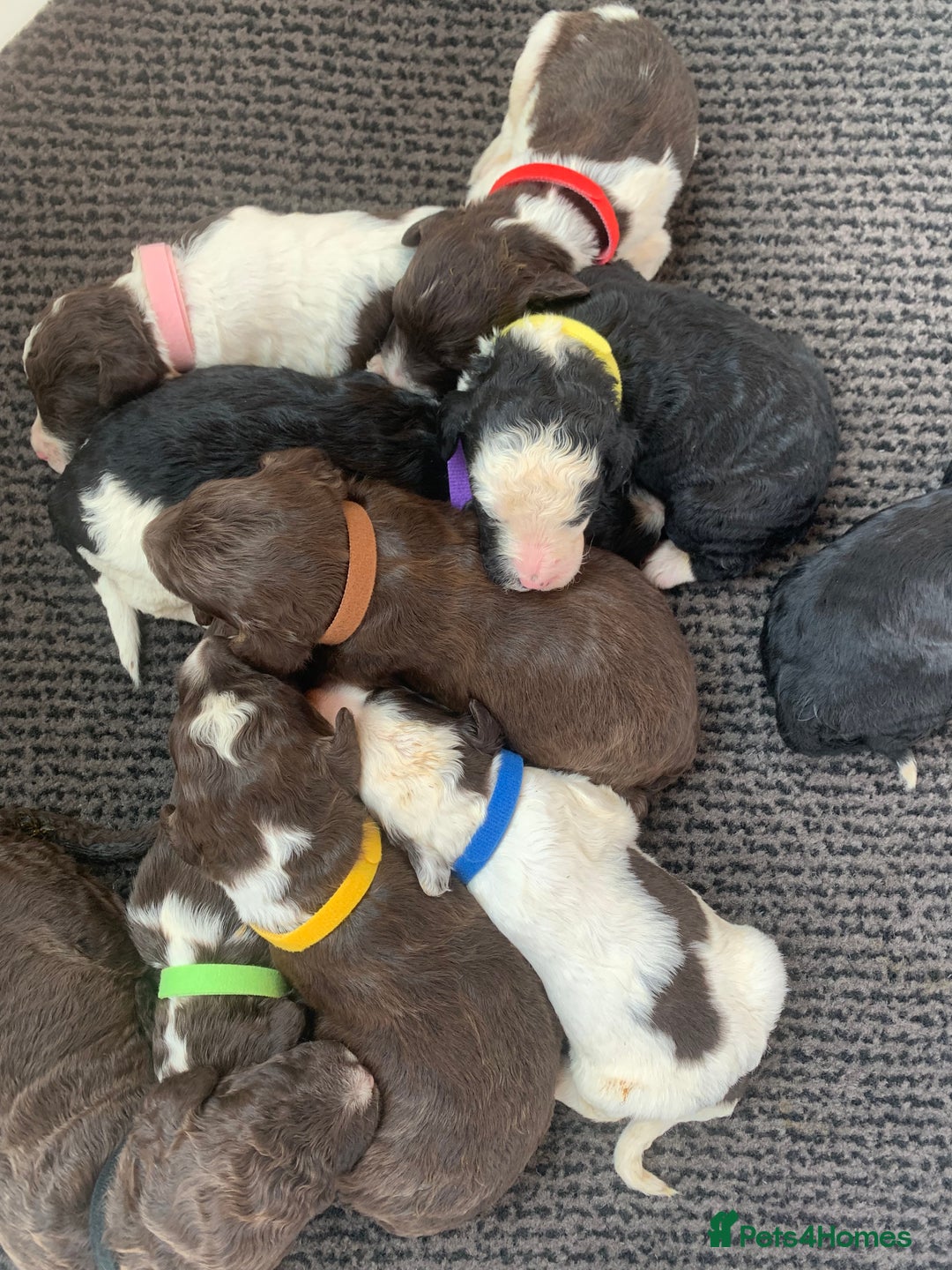 Bernedoodle dogs for sale: F1 Standard Bernedoodle Puppies  - Image 1