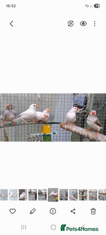 Finches birds - Advert 10