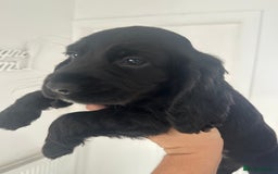 Cocker Spaniel dogs for sale: Cocker Spaniel Puppies perfect example ready now - Image 7