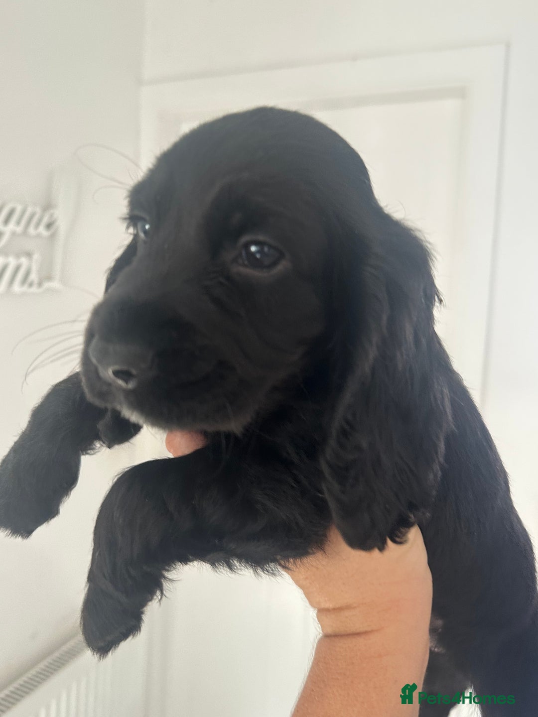Cocker Spaniel dogs for sale: Cocker Spaniel Puppies perfect example ready now - Image 7
