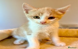 Mixed Breed cats for sale: Beautiful beige and white kitten. Ready to go.  - Image 4