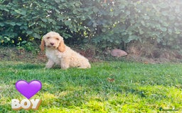 Cockapoo dogs for sale: 6 beautiful champagne and gold 🐶  - Image 17