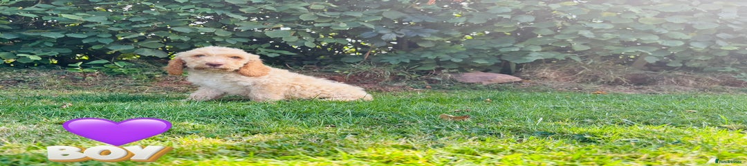 Cockapoo Puppy 5 (purple) 