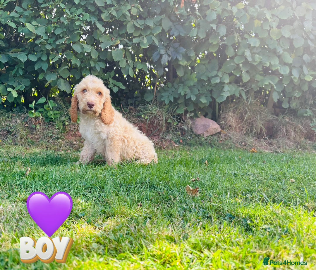 Cockapoo dogs for sale: 6 beautiful champagne and gold 🐶  - Image 17