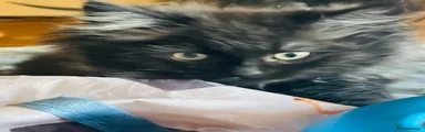 Mixed Breed Kitten 2