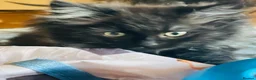 Mixed Breed cats for sale: Bundles of fluffy kittys - Advert 2