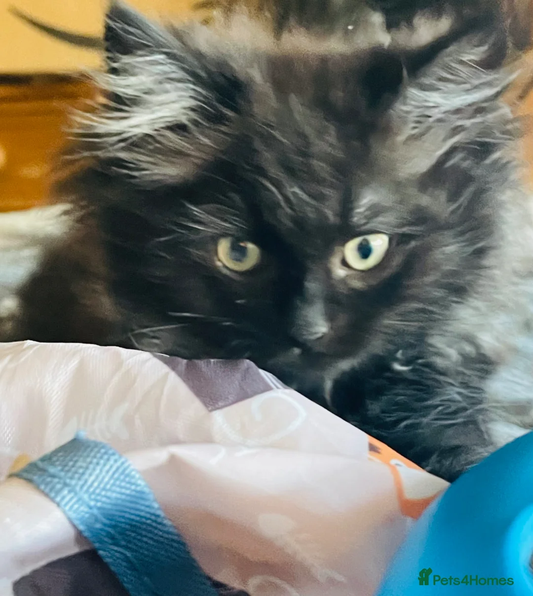 Mixed Breed cats for sale: Bundles of fluffy kittys - Advert 2