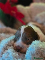 Cockapoo dogs - Advert 16