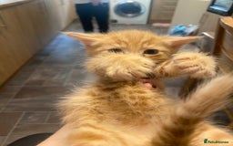 Mixed Breed cats for sale: Kittens for sale  - Image 5
