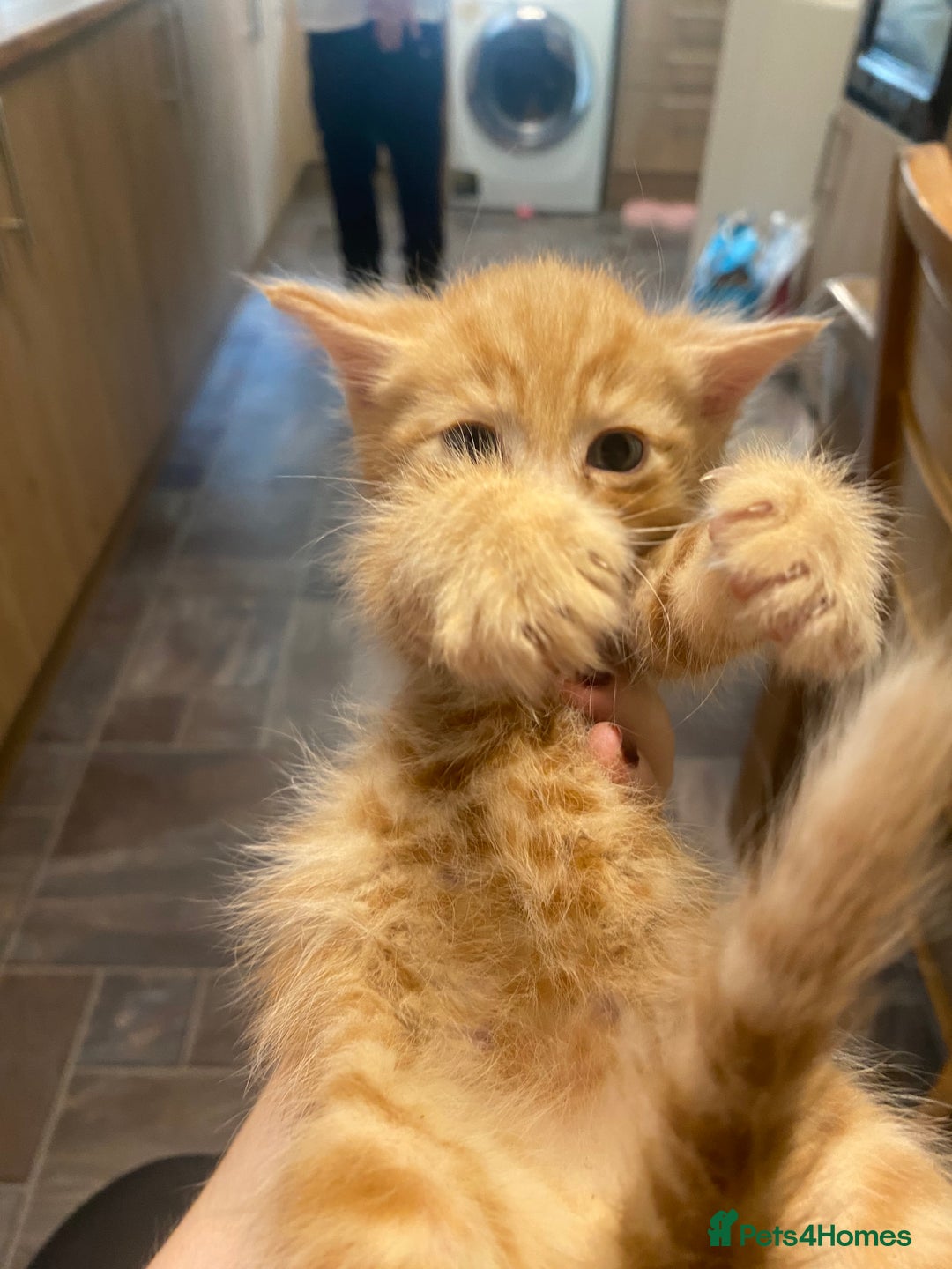 Mixed Breed cats for sale: Kittens for sale  - Image 5