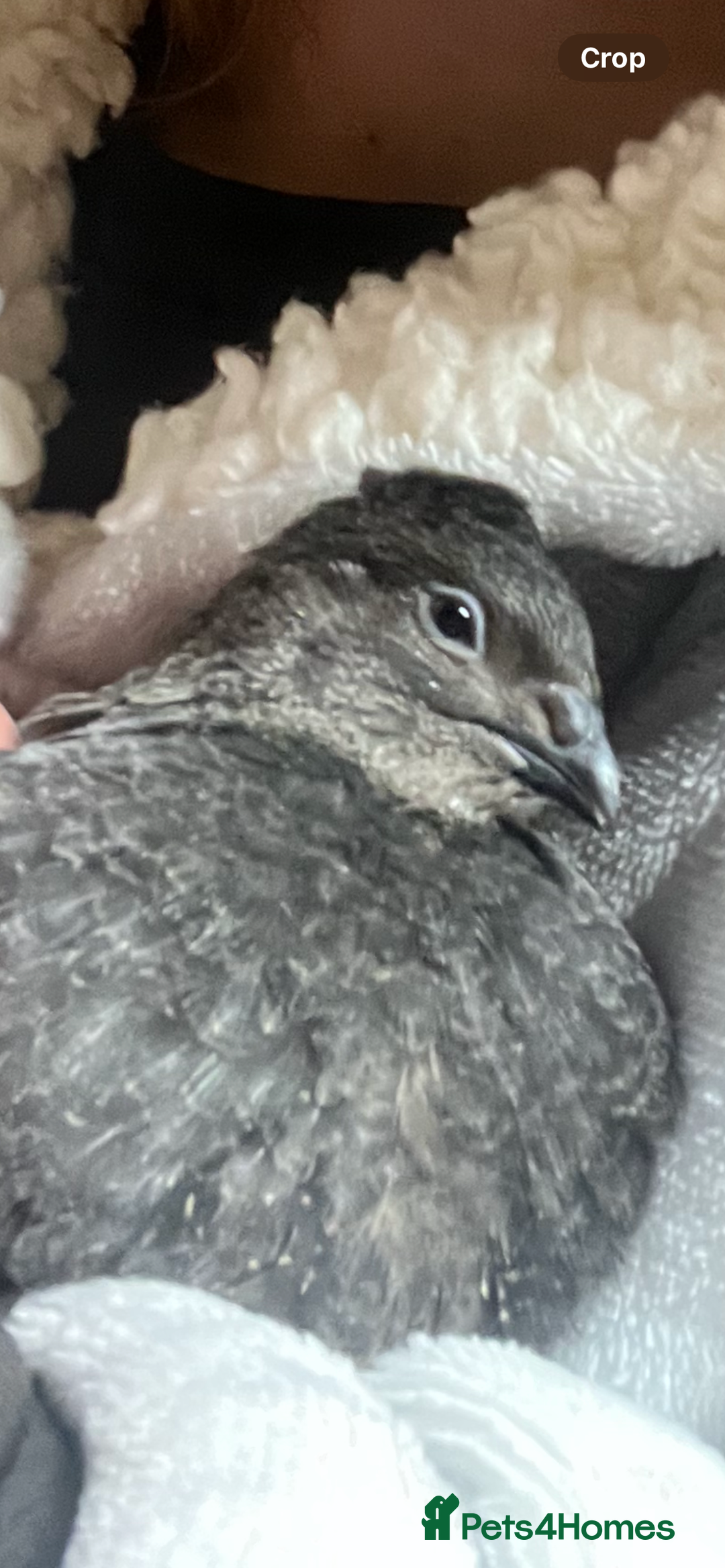 Quail poultry for sale: Japanese painted quail - Advert 1