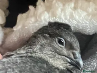 Quail poultry Japanese painted quail - Advert 5