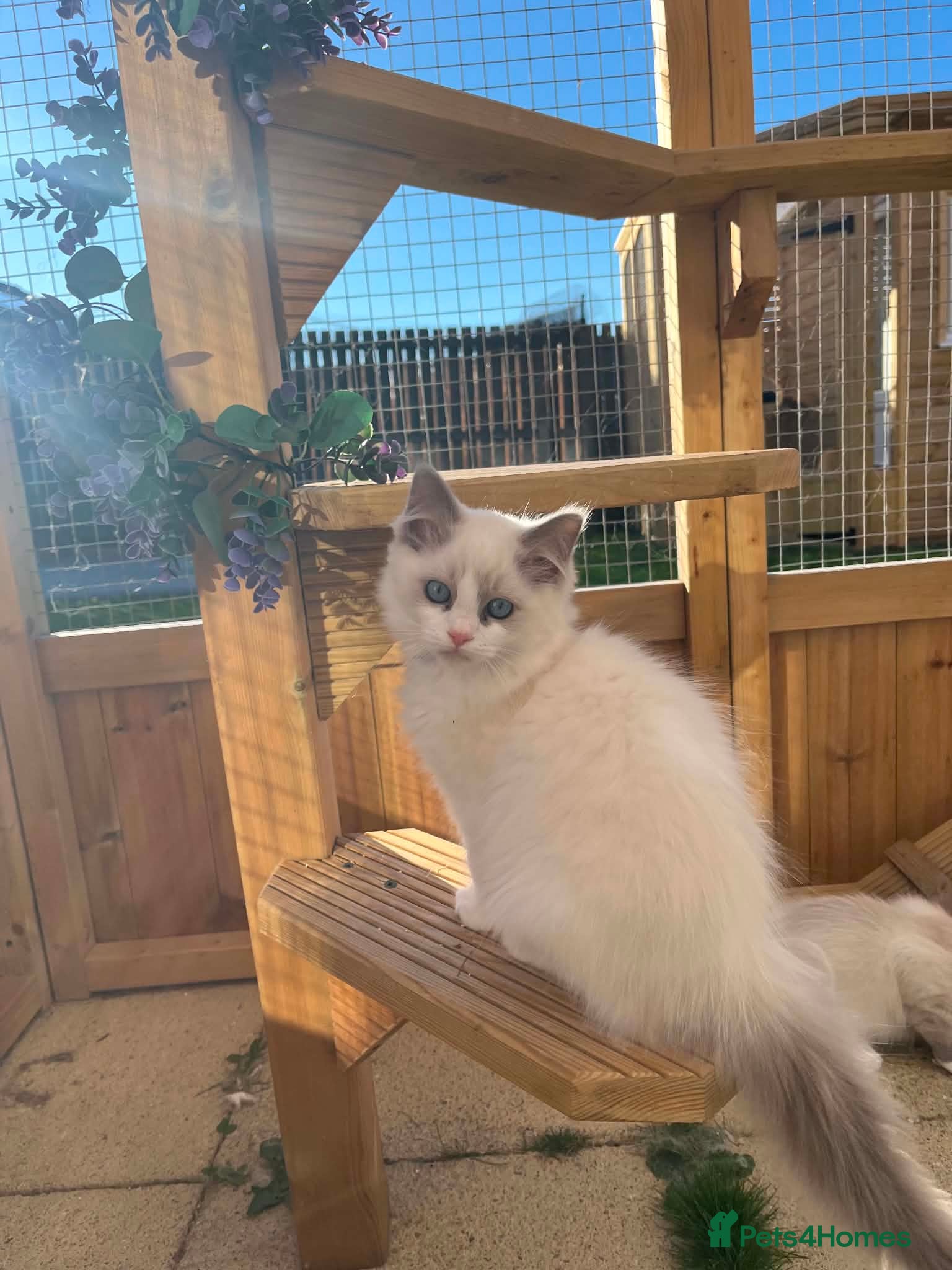 Ragdoll cats GCCF Registered Pedigree Blue&Lilac Ragdoll Kitten - Advert 1