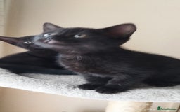 British Shorthair cats for sale: Rare Chocolate & Black Kittens – Ready Now 🐾 - Image 14