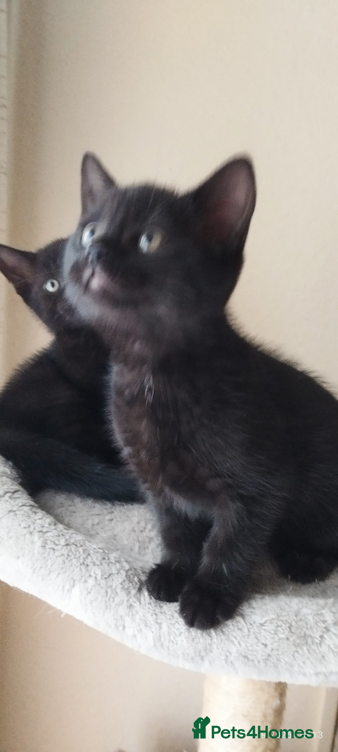 British Shorthair cats for sale: Rare Chocolate & Black Kittens – Ready Now 🐾 - Image 14