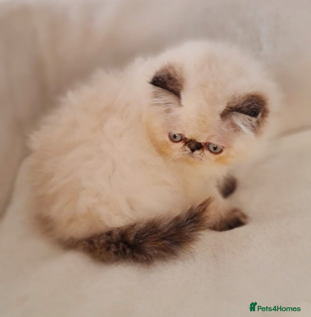 Persian cats for sale: Persian Kittens - Advert 13