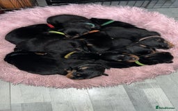 Rottweiler dogs for sale: Rottweiler puppies  - Image 6