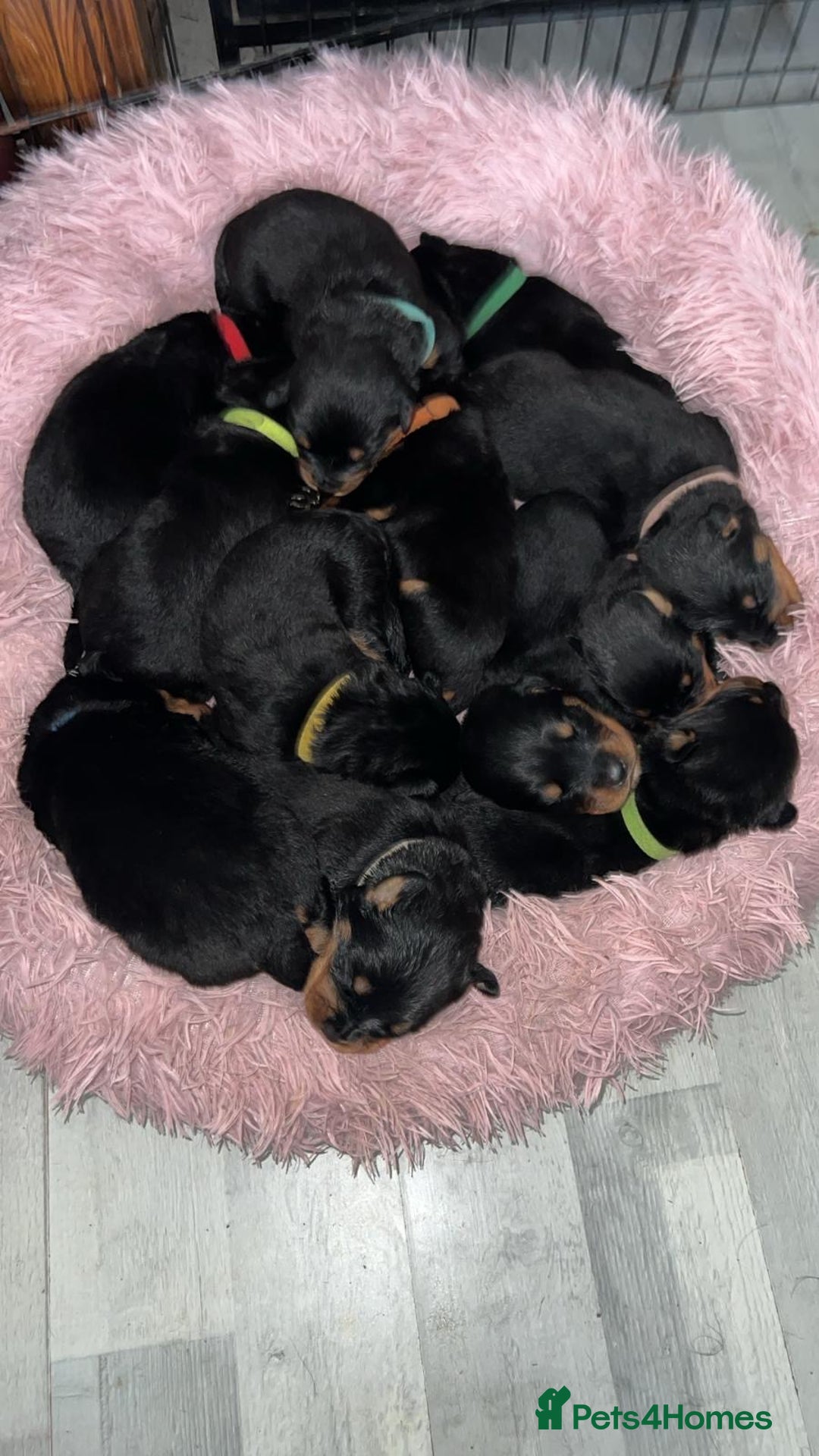 Rottweiler dogs for sale: Rottweiler puppies  - Image 6