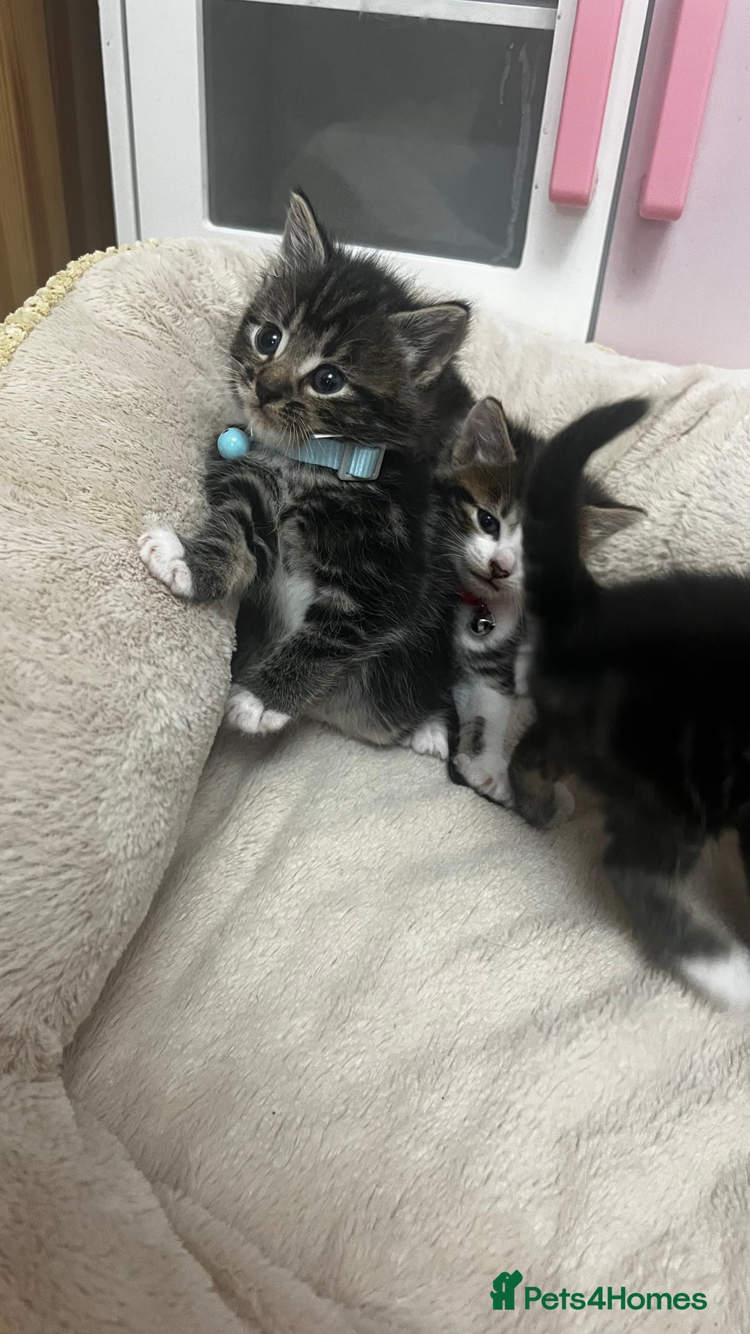 Bengal cats for sale: Beautiful bengals litter of 7😍 - Advert 13