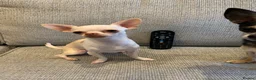 Chihuahua dogs for stud: FOR STUD ONLY in Sheffield - Advert 3