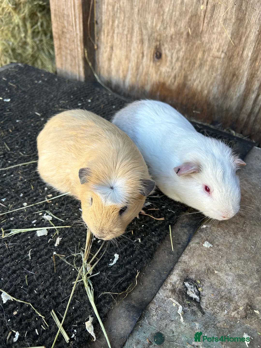 Guinea Pig rodents for sale: Friendly guinea pigs - Advert 2