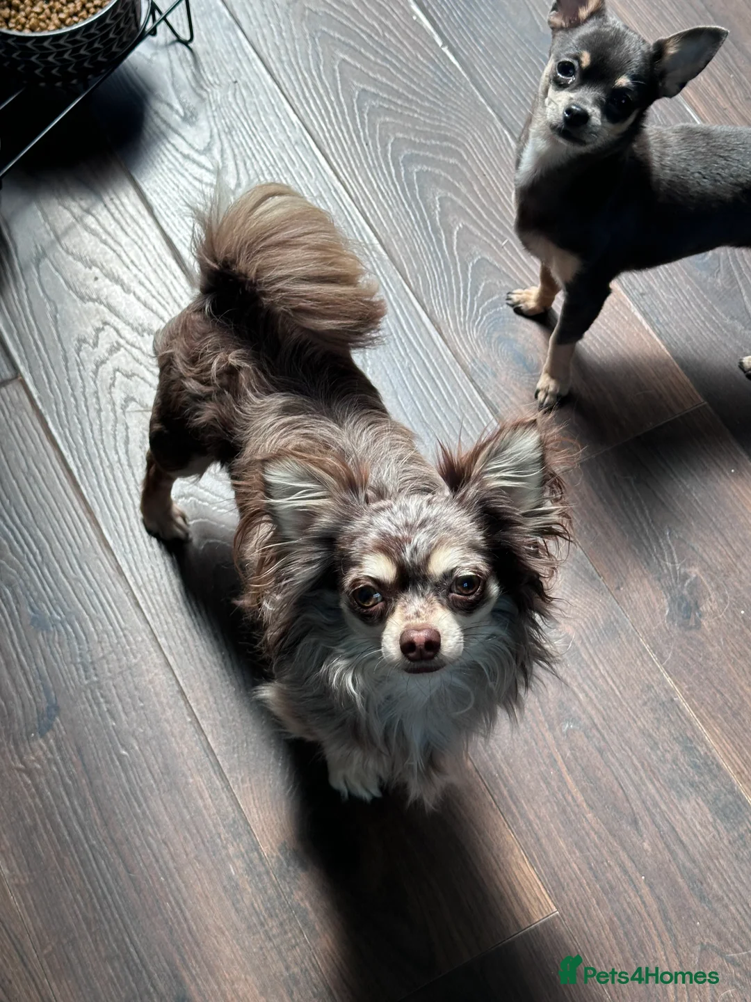 Chihuahua dogs for sale: Beautiful petite long haired Merle chi - Advert 4