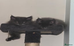 Maine Coon cats for sale: Blue Maine Coon babies - Image 2