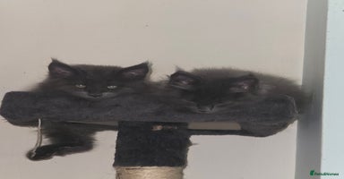Maine Coon cats - Advert 5