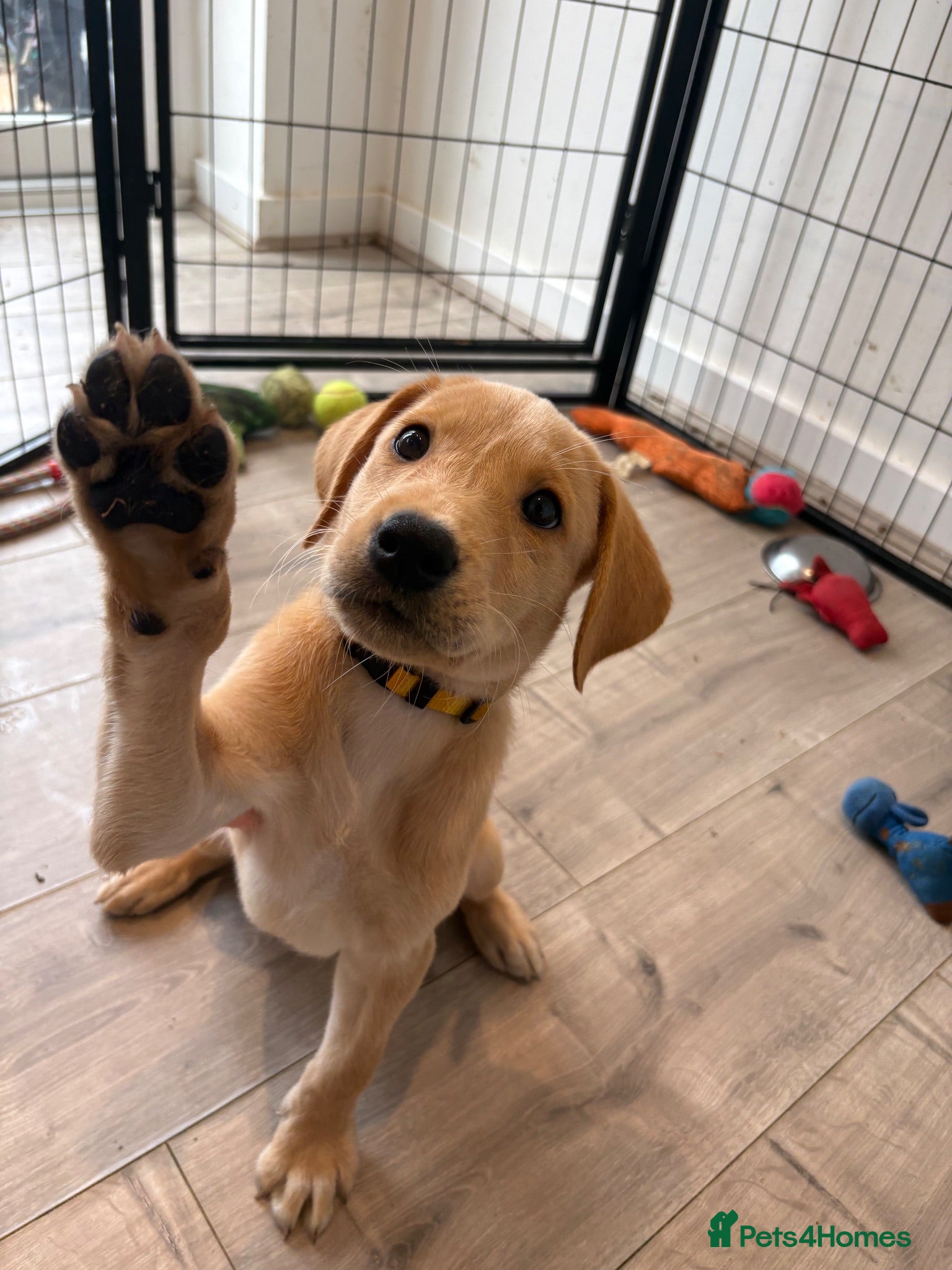 Labrador Retriever dogs Health Tested Champion Pedigree Pups - Advert 1